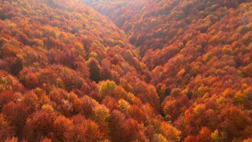 Top down view of autumn forest in crimson hues blanketing a serene valley during the fall season. Cinematic footage. Fantastic bird's eye view. Filmed in UHD 4k. Discovery the beauty of earth.