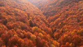 Top down view of autumn forest in crimson hues blanketing a serene valley during the fall season. Cinematic footage. Fantastic bird's eye view. Filmed in UHD 4k. Discovery the beauty of earth. - Powered by Shutterstock - Get 15% off with code: PIKWIZARD15