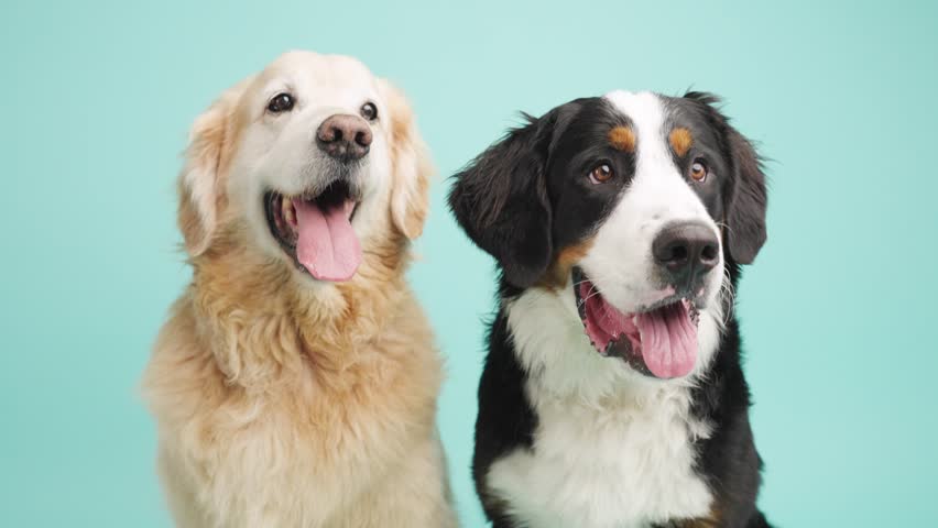 Two friendly purebred dogs gazing sideways, golden retriever and bernese mountain dog posing together against vibrant turquoise studio background