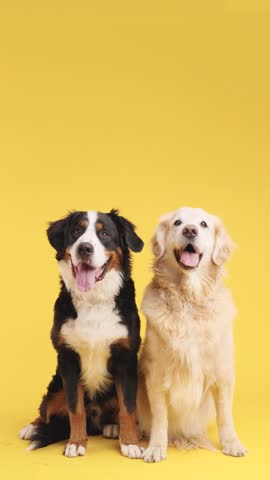 Studio shot of two happy dogs, a bernese mountain dog and a golden retriever, sitting together on a vibrant yellow backdrop. Vertical footage