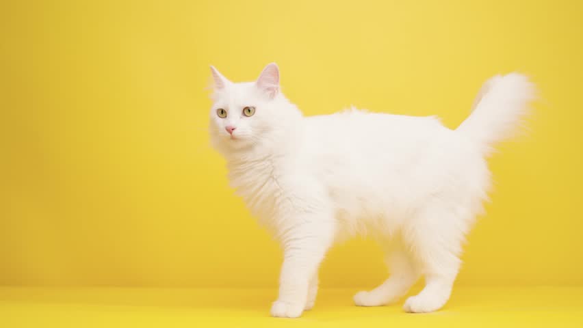 White turkish angora cat standing on bright yellow background, exploring surroundings with curious gaze, showcasing elegant pose and fluffy white fur