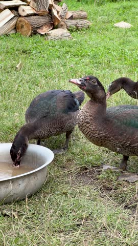 Domestic muscovy ducks drinking water from metal bowl in backyard farm setting with green grass and firewood pile.Farm-raised ducks with iridescent feathers drinking water