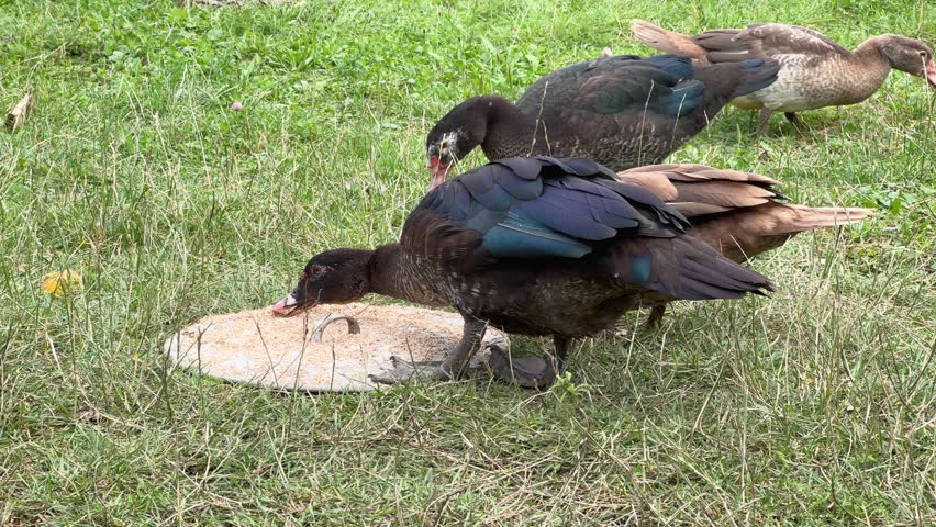 Muscovy Ducks Enjoying a Meal in a Grassy Field.Close-up of Ducks Eating Grains.Farm Ducks Grazing and Feeding in a Vibrant Green Pasture