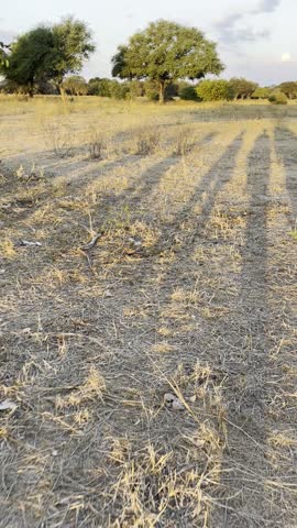Walking Safari in Zambia with Shadows