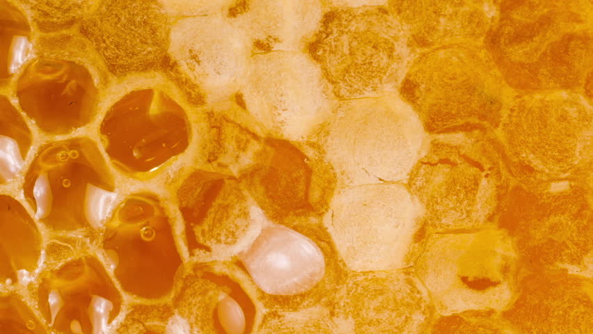 Golden honey flowing down honeycombs. Close-up of wax honeycombs. Shooting macro. Healthy eating concept.