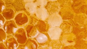 Golden honey flowing down honeycombs. Close-up of wax honeycombs. Shooting macro. Healthy eating concept. - Powered by Shutterstock - Get 15% off with code: PIKWIZARD15