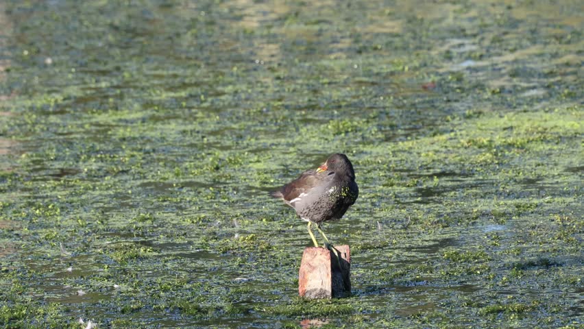 Common Moorhen (Gallinula chloropus) in summertime, at a small lake in Skane, southern Sweden.