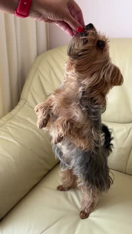 Cute Yorkshire Terrier sits upright on a beige leather armchair, reaching toward an owners hand for a treat. Warm indoor lifestyle scene showing small dog training and obedience, ideal for themes of p