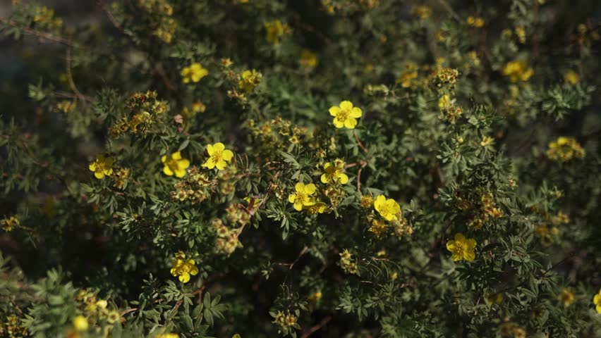 Yellow Flowers in Mountain Shrubland