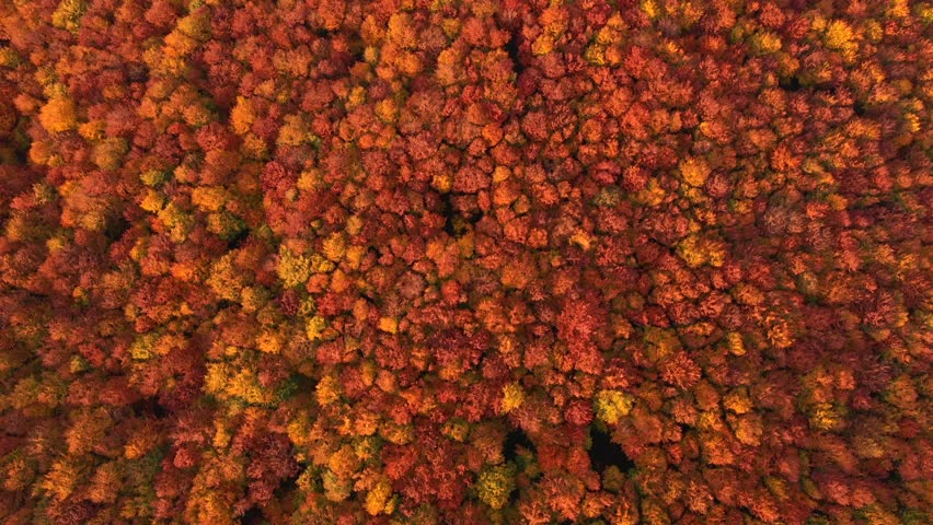 Top down view of autumn forest in crimson hues blanketing a serene valley during the fall season. Cinematic footage. Fantastic bird
