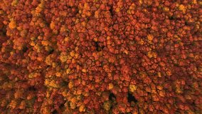 Top down view of autumn forest in crimson hues blanketing a serene valley during the fall season. Cinematic footage. Fantastic bird's eye view. Filmed in UHD 4k. Discovery the beauty of earth. - Powered by Shutterstock - Get 15% off with code: PIKWIZARD15
