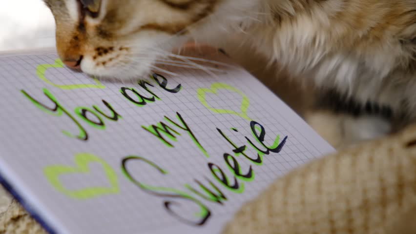 Text You Are My Sweetie and pretty cute kitten relaxing on the bed. Tabby cat. Funny pets. Napping kitten. Valentines Day, Birthday, Dating	