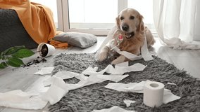 Golden retriever dog playing with toilet paper in living room and broke plant. Purebred doggy pet making mess with tissue paper and home flower - Powered by Shutterstock - Get 15% off with code: PIKWIZARD15