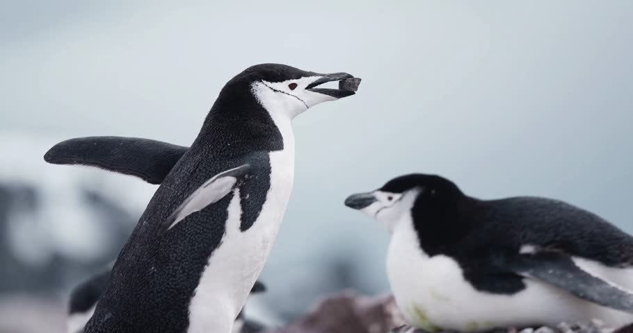 Penguins on Antarctic Glacier in Snow – Wildlife and Nature Footage from Antarctica