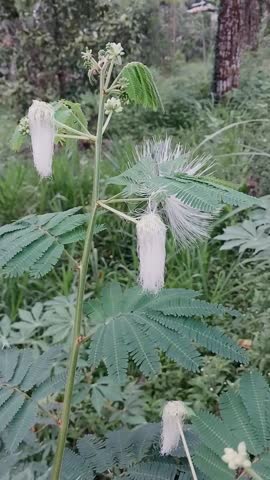 Bunga Kaliandra Putih or Calliandra portoricensis (Powder Puff,Corpse Awakener, Snowflake Acacia). This shrub has white flowers and is perfect for creating a vibrant garden.