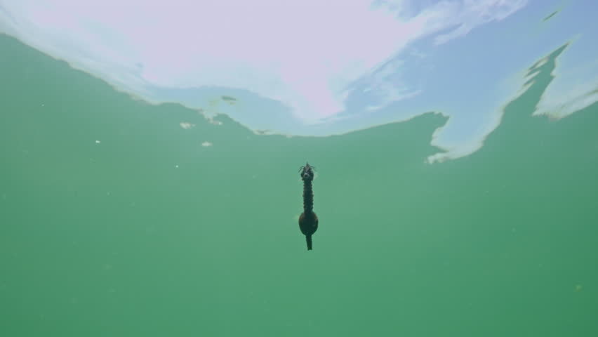 Front view of pregnant male Long Snouted Seahorse (Hippocampus guttulatus) swims under surface of water on blue sky background, Bottom view, Slow motion