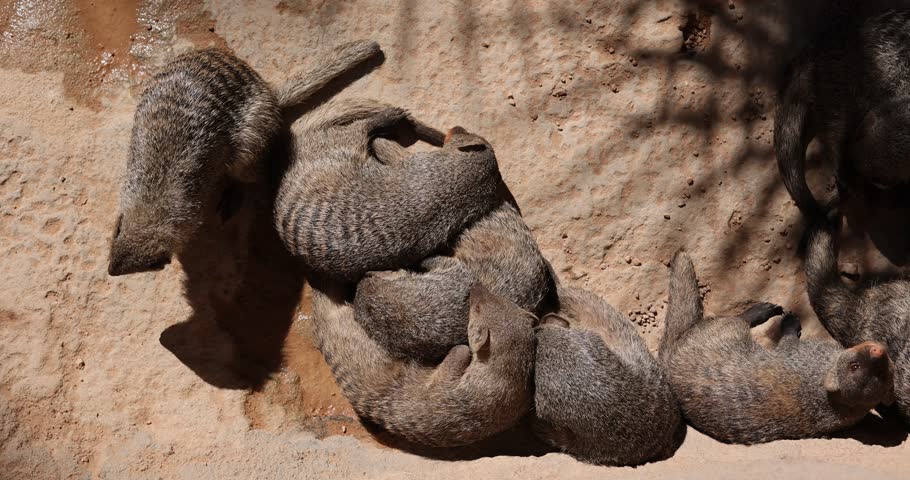 Mongoose sleeping in an European open environment zoo.