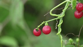 Ripe fruits of Tinospora cordifolia. Its common names Giloy, Guduchi and 
 heart leaved moonseed. It has been used in Ayurveda in an attempt to treat various disorders. Red berries in vine. - Powered by Shutterstock - Get 15% off with code: PIKWIZARD15