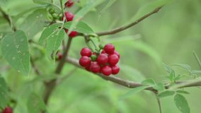 Ripe fruits of Tinospora cordifolia. Its common names Giloy, Guduchi and 
 heart leaved moonseed. It has been used in Ayurveda in an attempt to treat various disorders. Red berries in vine. - Powered by Shutterstock - Get 15% off with code: PIKWIZARD15