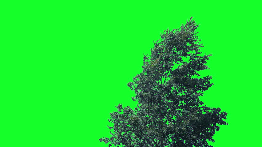Tree In Storm Winds Isolated Green Screen