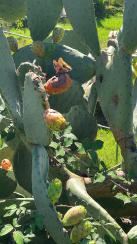 Butterfly drinks nectar from prickly pear cactus fruit. Green background for design. Exotic plants.