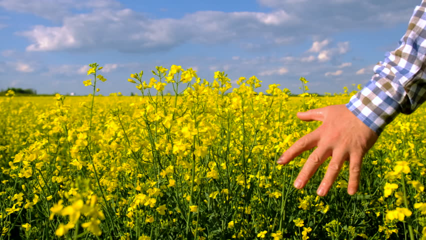farmer in mustard field. Selective focus.