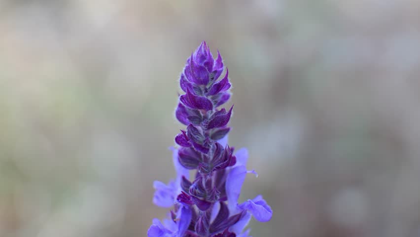 Close-up view of vibrant purple flower blooming in nature