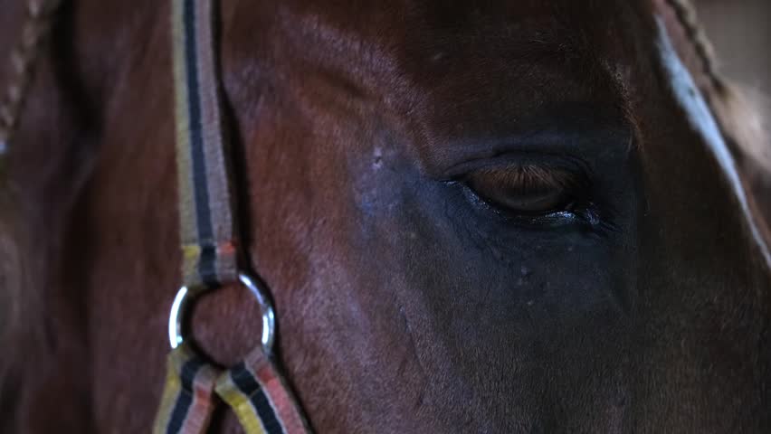 Close-up view of horse eye with reflection and fine detail in natural light