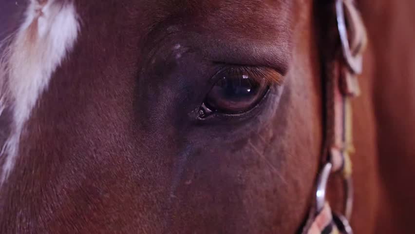 Close-up view of horse eye with reflection and fine detail in natural light