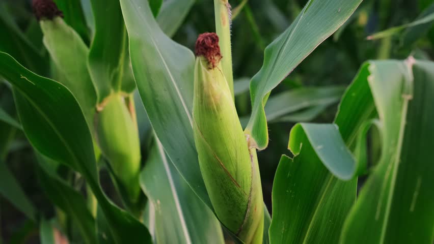 Ripe Corn Cobs on Stalks in Farm Field Harvest