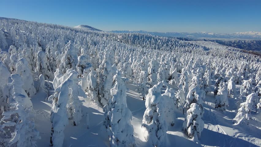 Aerial view over forests of frost trees (giant Juhyo, snow monster) on the snowy mountainside under sunny winter sky in Zao, a famous resort for skiing and Onsen (hot springs) in Yamagata, Japan