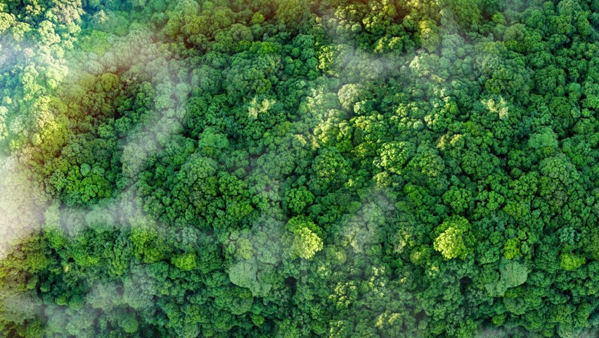 Environment sustainability and ESG concept – Renewable Energy, Net Zero, Carbon Neutral, Environment friendly green forest. Sustainability icon with animated globe floating over green forest