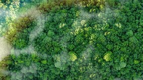 Environment sustainability and ESG concept – Renewable Energy, Net Zero, Carbon Neutral, Environment friendly green forest. Sustainability icon with animated globe floating over green forest - Powered by Shutterstock - Get 15% off with code: PIKWIZARD15