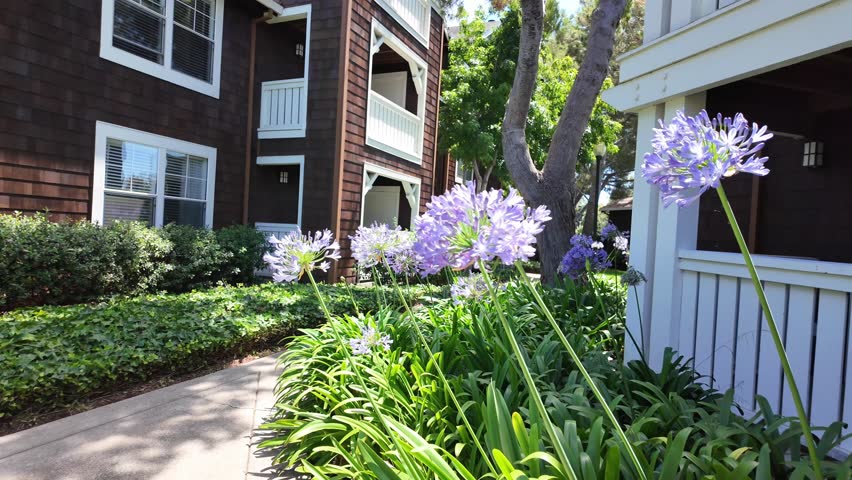 A row of purple flowers are in front of a white house. The flowers are in a garden and are in full bloom