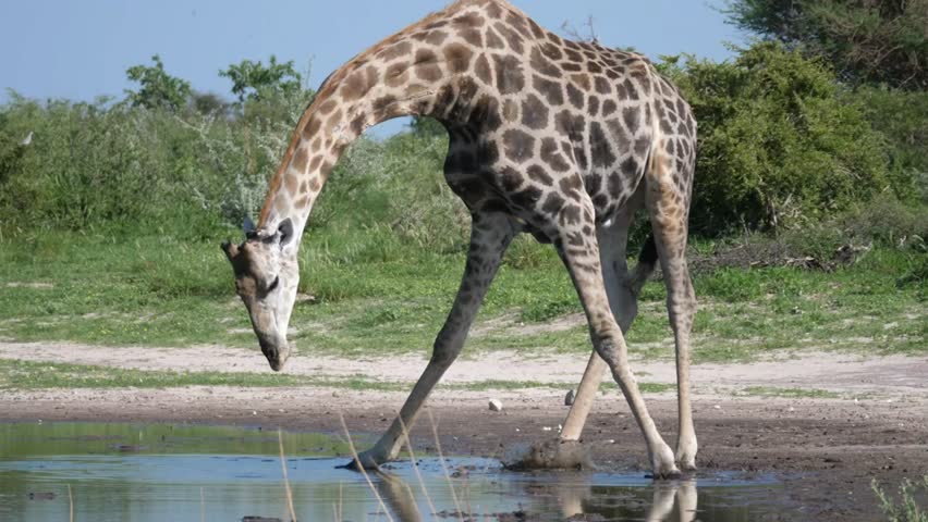 A tall giraffe gracefully lowers its elongated neck to quench its thirst at a waterhole, its distinctive patterned coat shimmering in the bright sunlight.