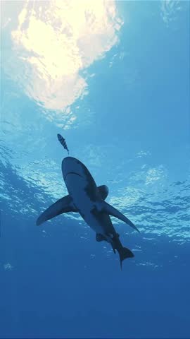Underwater Perspective of a Large Shark