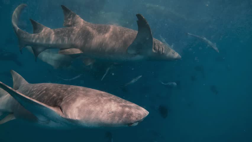 A group of nurse sharks glides through tropical waters, accompanied by a swarm of fish. The underwater environment highlights the beauty of marine wildlife and conservation. 