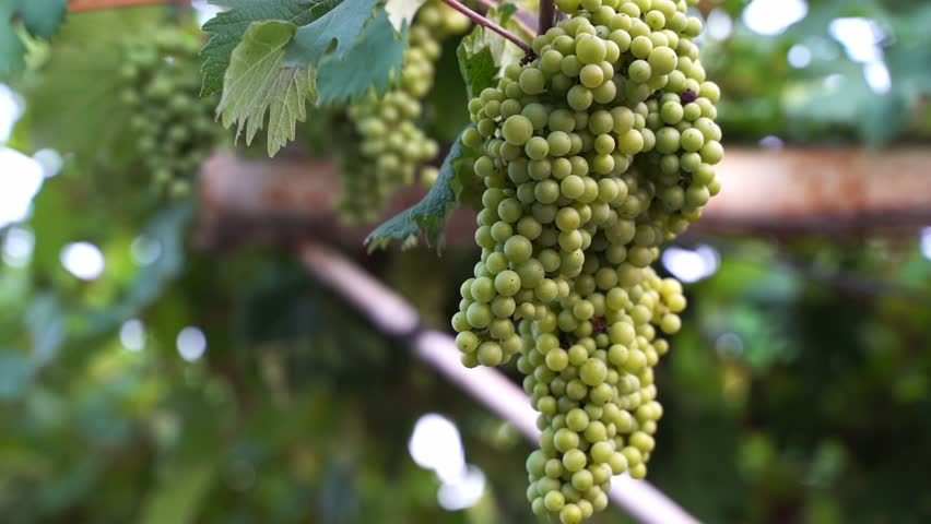 Green Wine Grapes on Vineyard Vine