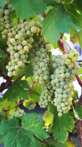 Green Wine Grapes on Vineyard Vine