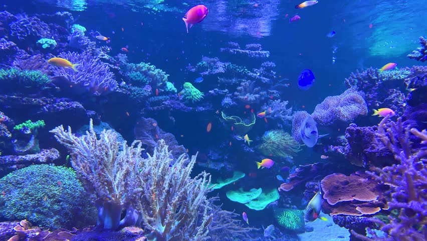 Brightly colored fish swim among the coral in this stunning underwater realm. The vibrant ecosystem showcases diverse marine life and natural beauty