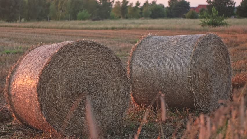 Hay Bale Rolls Drying on Farm Field during Summer Harvest Season Golden Hour Sunset