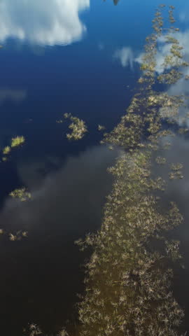 Aerial view of bog lake landscape with forest under sky with clouds. Vertical video