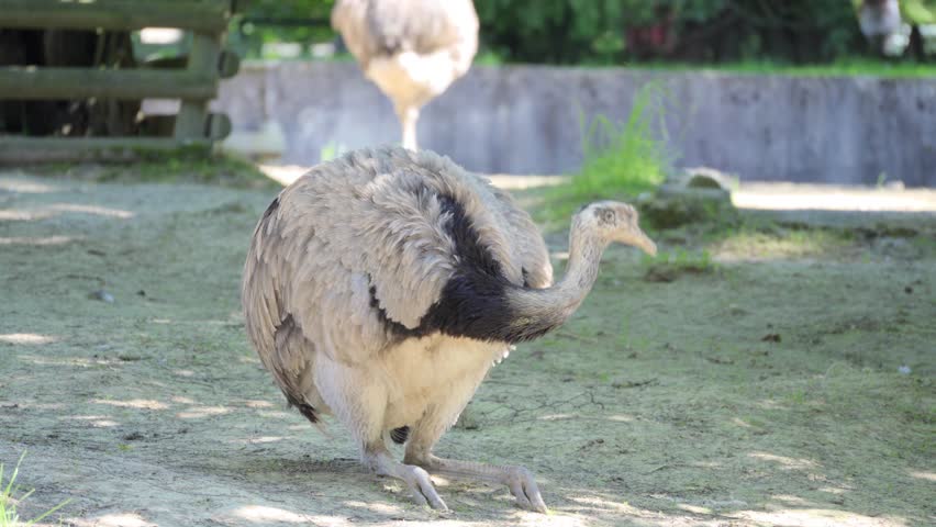 Large flightless bird standing in sunlight with another blurred in the background, feathers fluffed, outdoors in a natural enclosure.