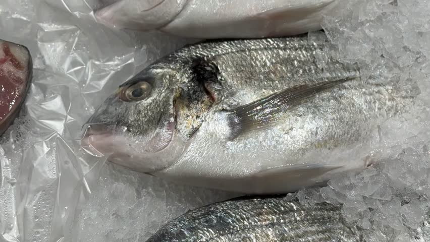 Raw chilled dorado fish is on shallow ice in the fish shop. Close-up.