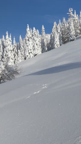 SLOW MOTION, CLOSE UP: Active male tourist ski touring in the gorgeous Julian Alps hikes up a snowy hill. Young man on splitboarding trip treks across a snow covered meadow on a sunny winter day.