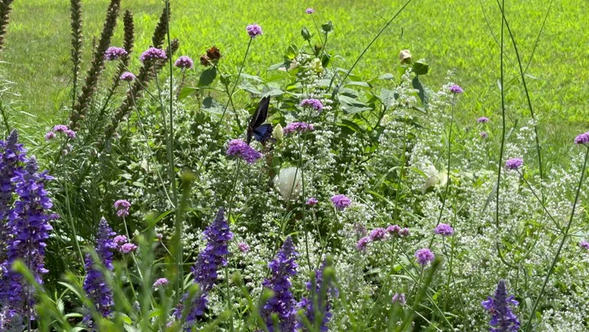 A black swallowtail butterfly travels from flower to flower to suck nectar
