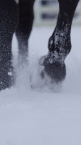 SLOW MOTION, LOW ANGLE, CLOSE UP, DOF: Unknown horse's hooves are kicking up snowflakes of the fresh powder snow covering the idyllic countryside. Young brown mare walks in the deep snow in December