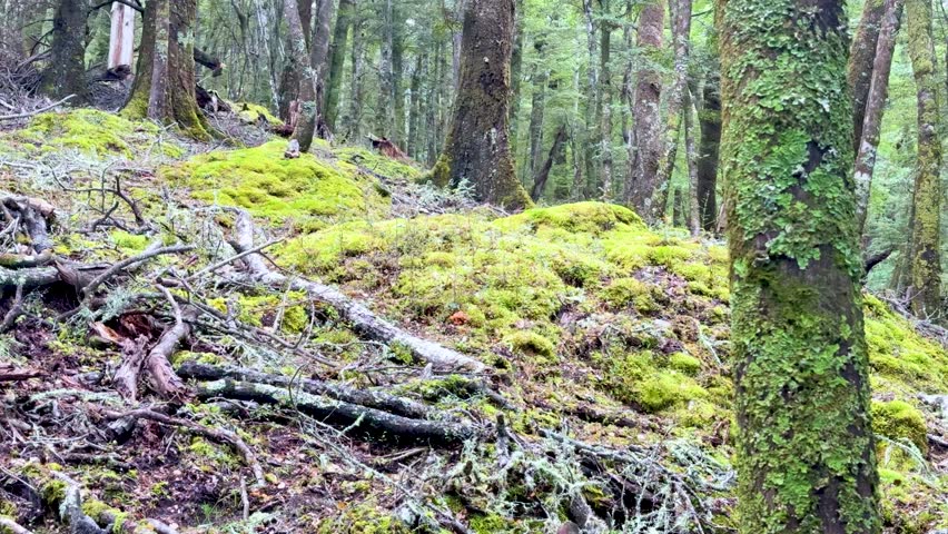 Camera slowly pans over moss-covered forest floor, tree stumps, and lichen in diffuse daylight