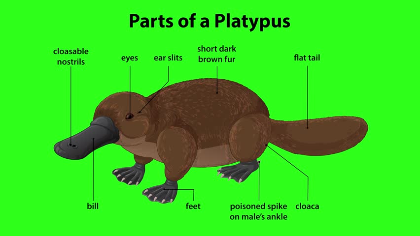 Labeled platypus anatomy animation with gradual callouts, flat illustration, and bright green background