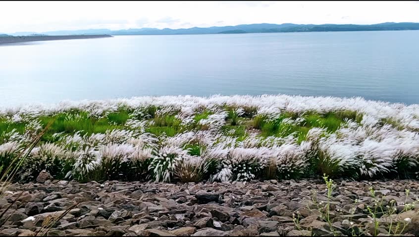 This image features Mangla Dam in Mirpur, Azad Kashmir, where lush green mustard plants sway with the wind. The stones along the dam